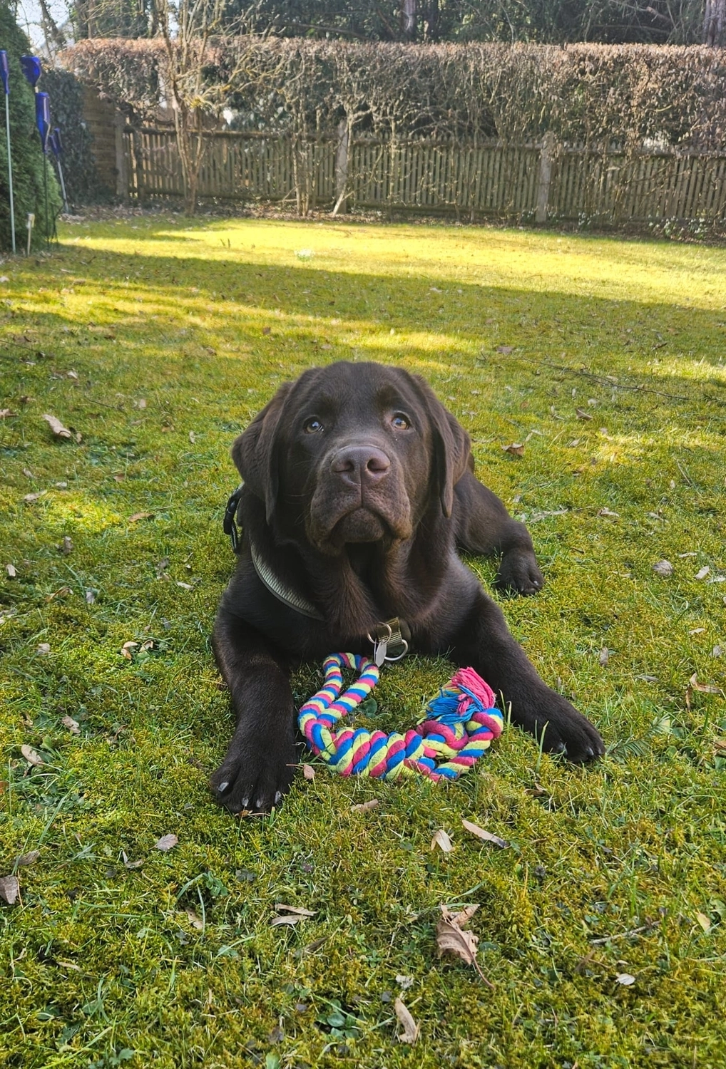 Labrador vom Schimmendorfer Land - Hund